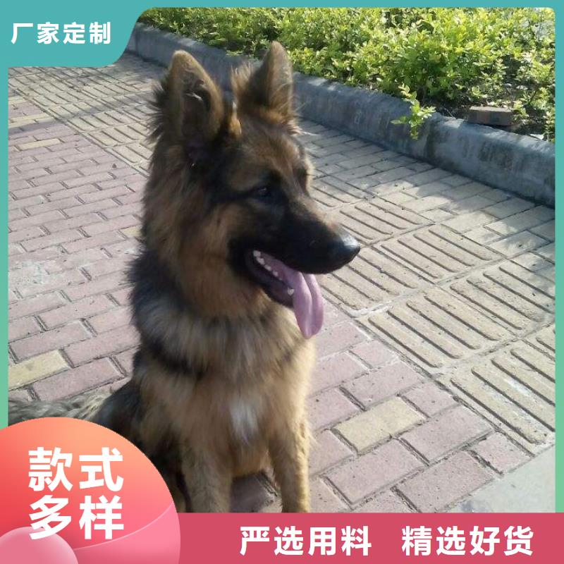 德國牧羊犬【拉布拉多犬】廠家型號齊全