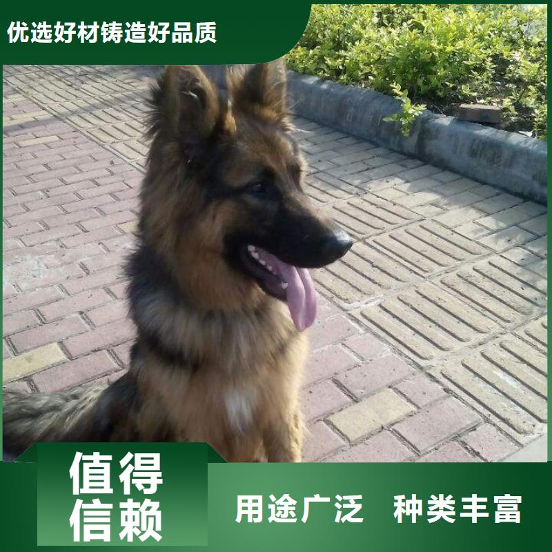 【德國牧羊犬卡斯羅犬誠信為本】