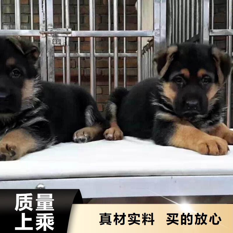 德國牧羊犬羅威納犬產(chǎn)地源頭好貨