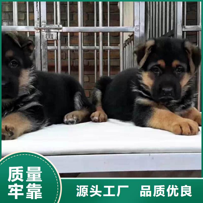 德國牧羊犬【卡斯羅犬】廠家銷售