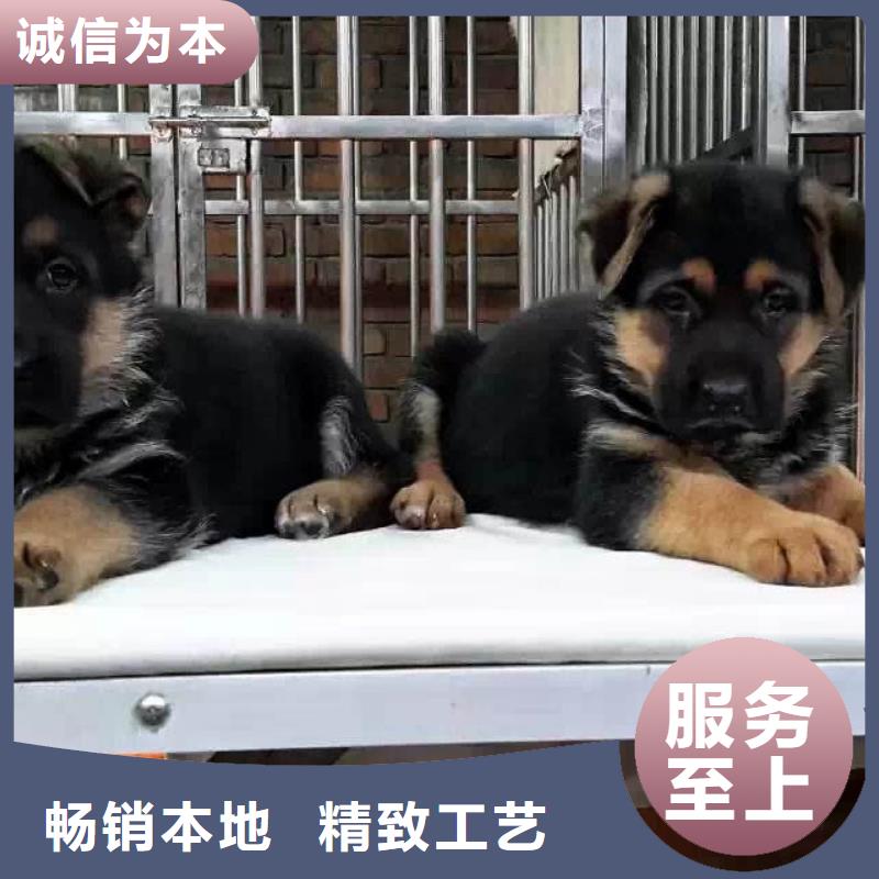 德國(guó)牧羊犬-【德牧犬】使用方法