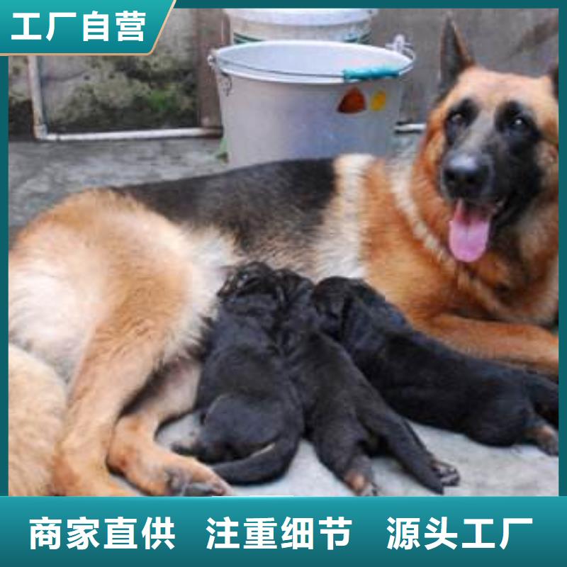 德国牧羊犬,德牧犬品质做服务