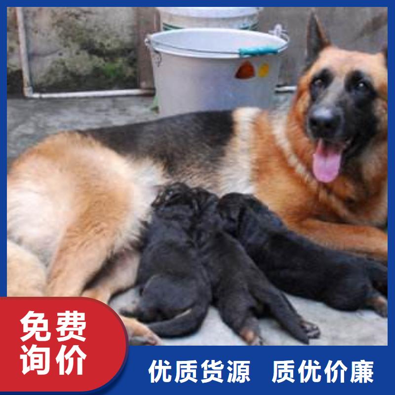 【德国牧羊犬卡斯罗犬源头采购】