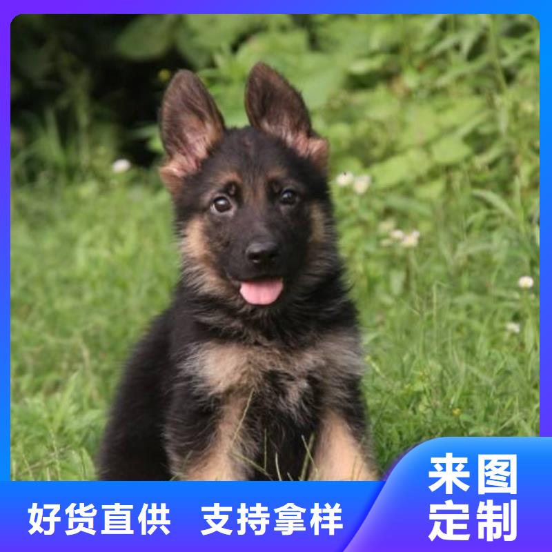 德國牧羊犬拉布拉多犬品質(zhì)優(yōu)良