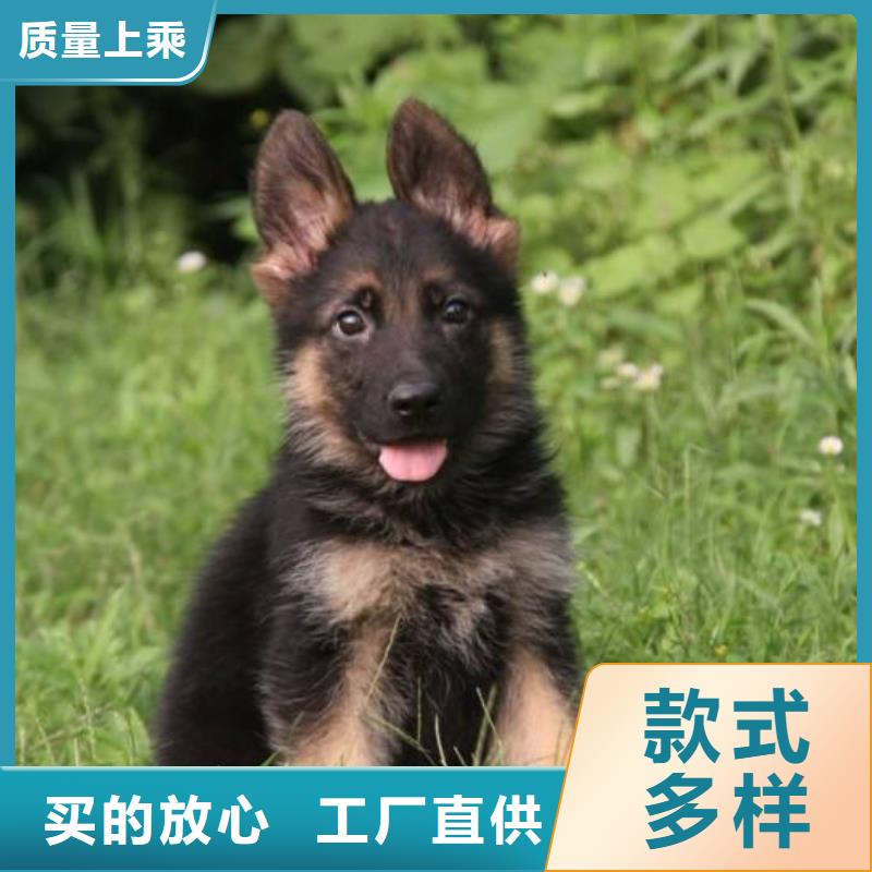 德国牧羊犬-杜高犬供您所需