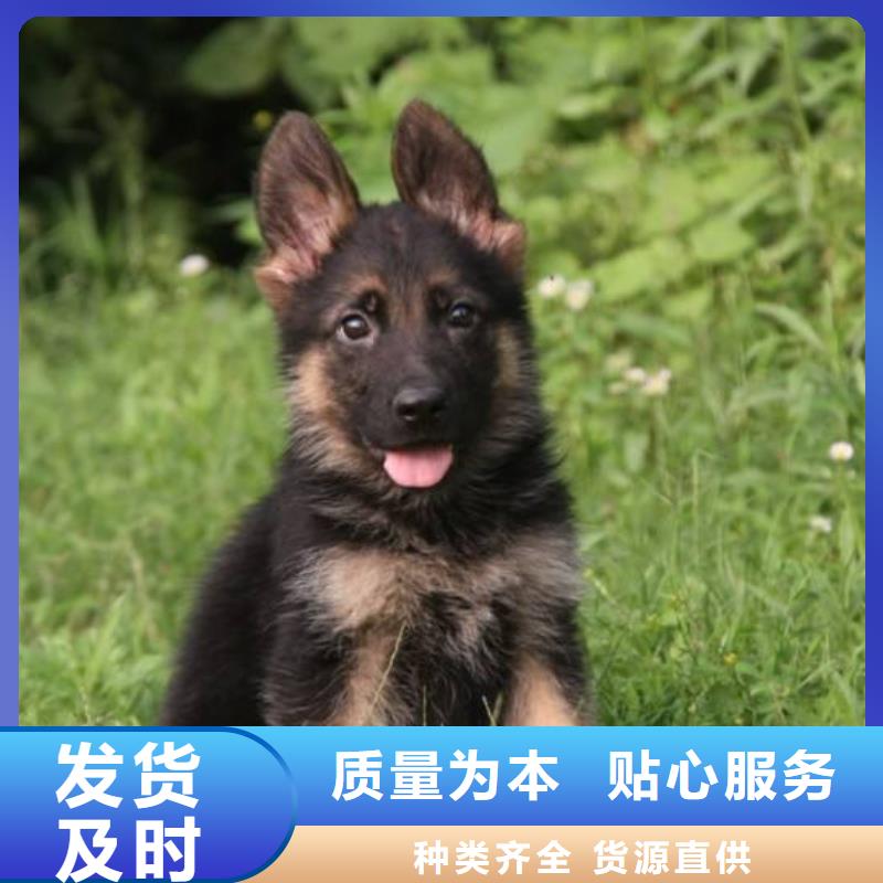 德国牧羊犬马犬销售的是诚信