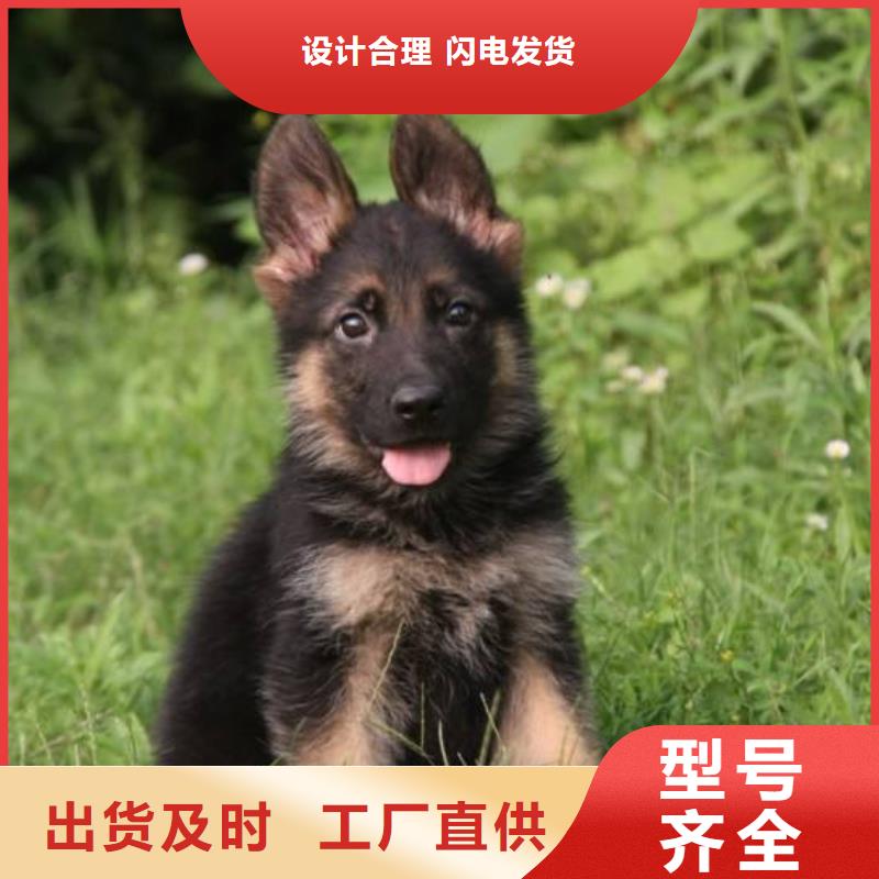 德國牧羊犬,高加索犬大品牌值得信賴