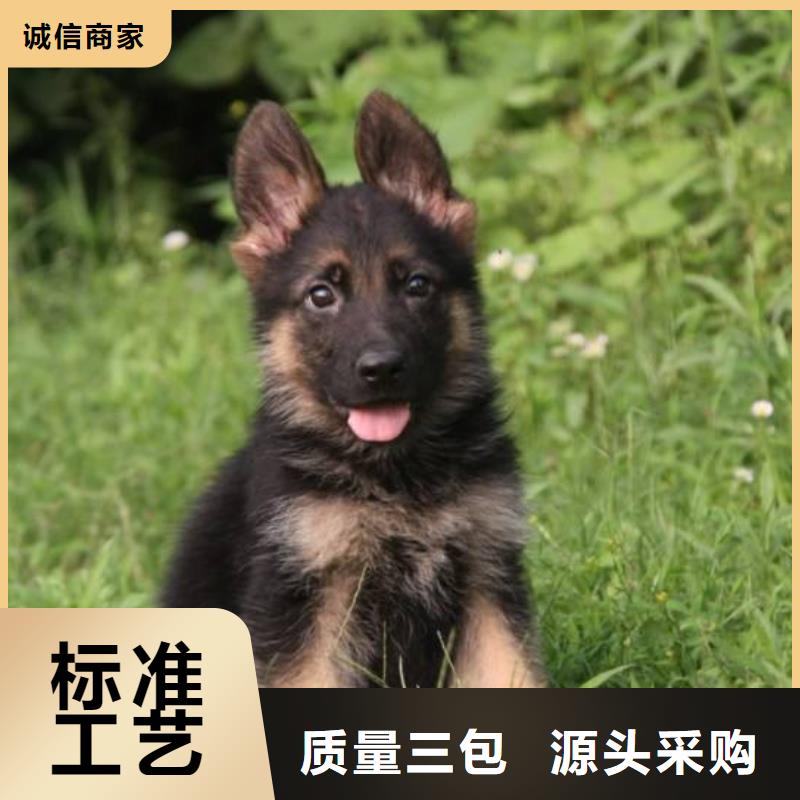 德国牧羊犬比特犬厂家现货供应