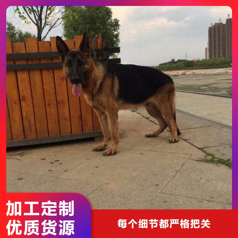 德国牧羊犬比特犬厂家现货供应