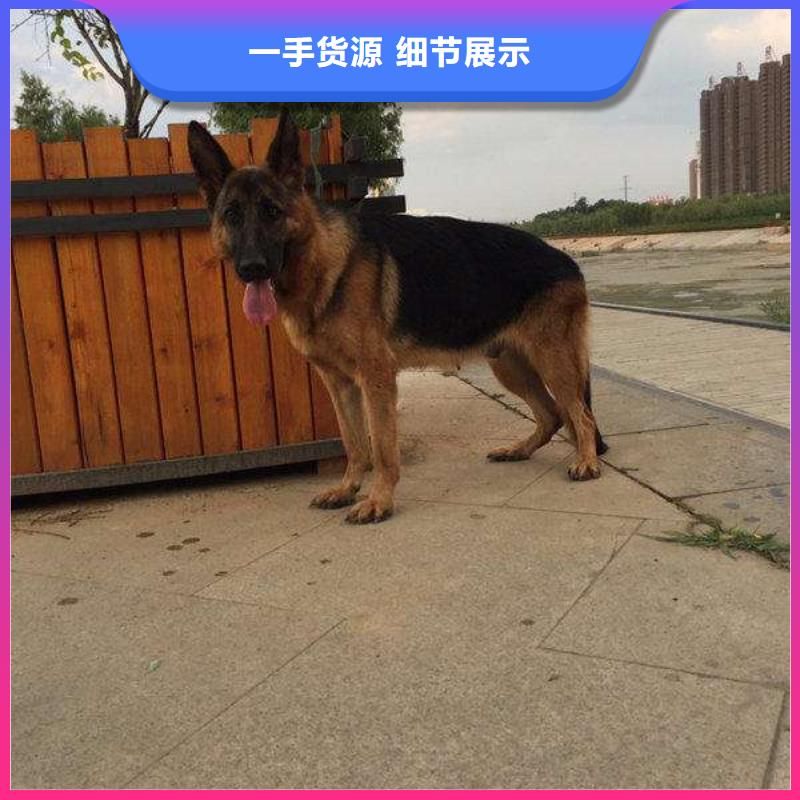 【德国牧羊犬】-杜宾犬产地工厂