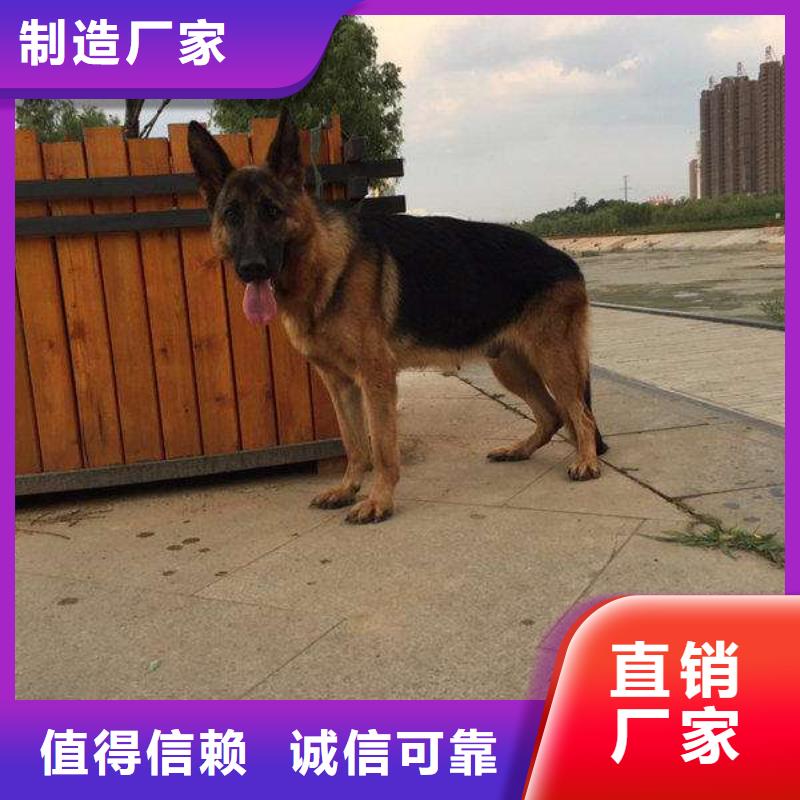 德国牧羊犬比特犬选择我们没错