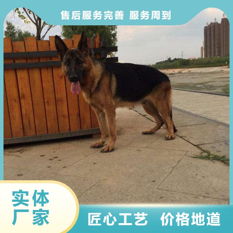 德國牧羊犬,杜賓犬價格實惠