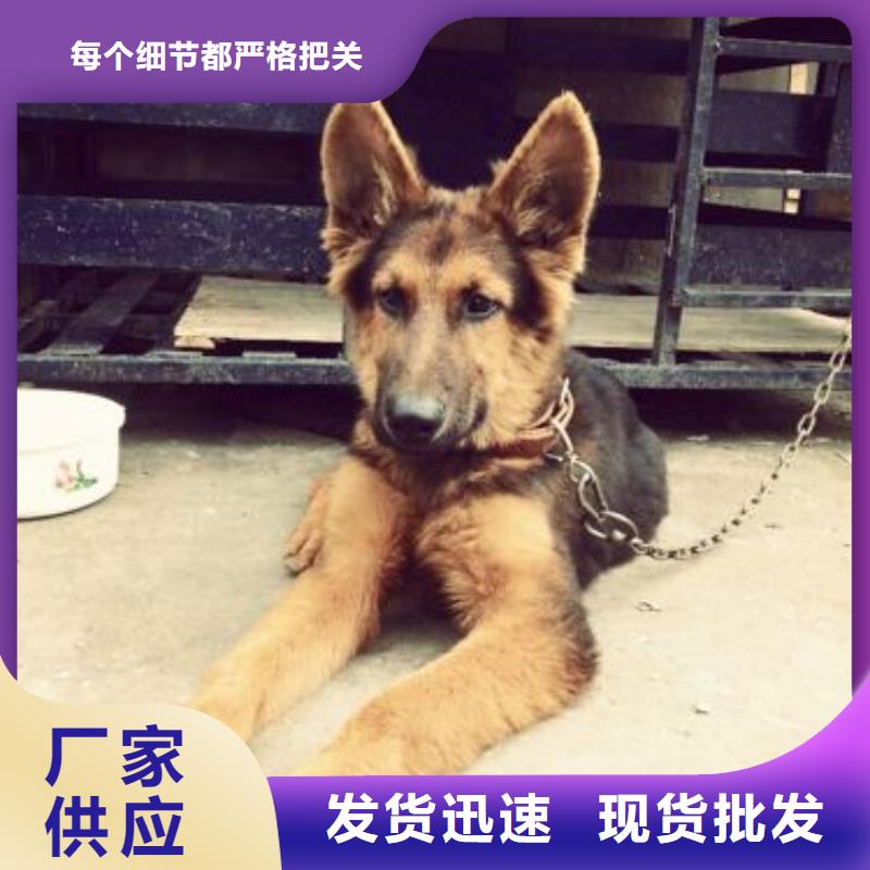 德国牧羊犬杜宾犬源头采购