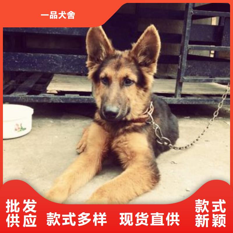 德国牧羊犬比特犬厂家现货供应