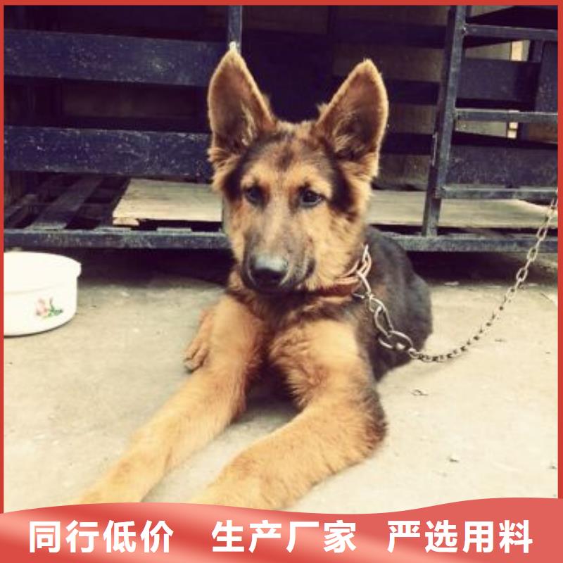 德國(guó)牧羊犬羅威納犬現(xiàn)貨充裕