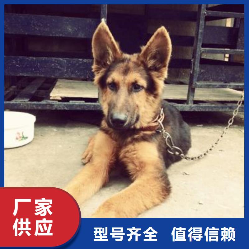 德國牧羊犬,高加索犬大品牌值得信賴