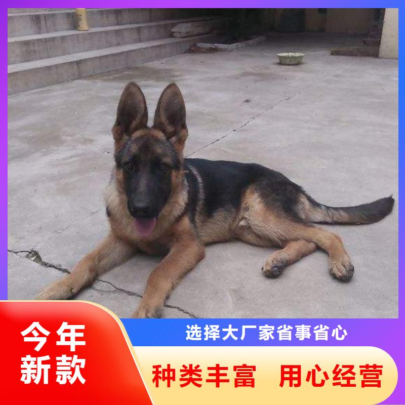 德国牧羊犬_罗威纳犬供货及时