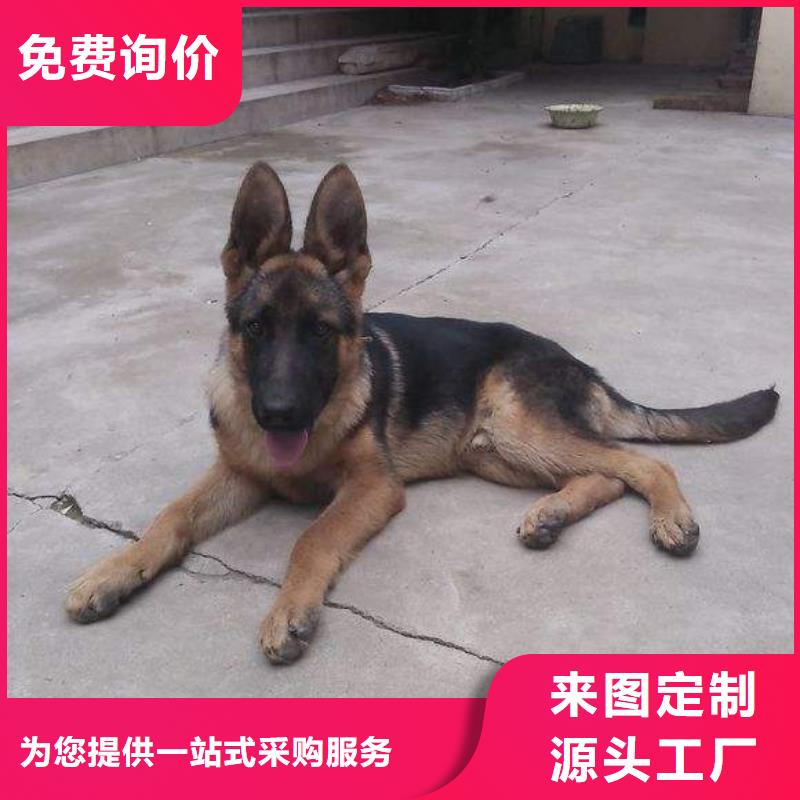 【德国牧羊犬杜高犬厂家经验丰富】