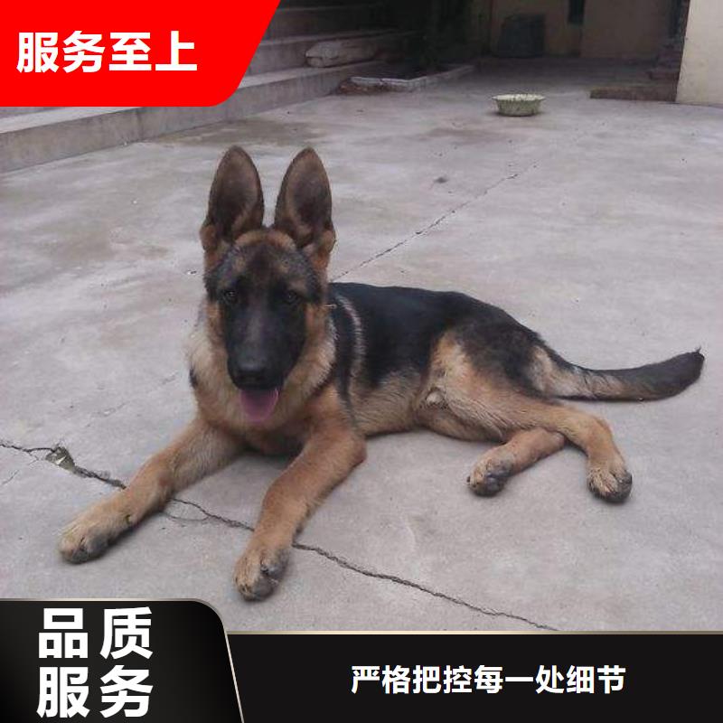 德国牧羊犬比特犬选择我们没错