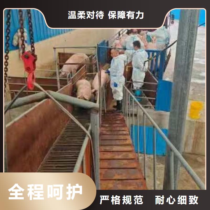 宿遷市到豬籠車運輸快捷