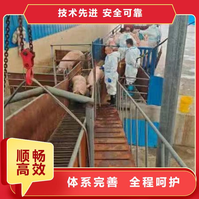 宿遷市泗陽到仔豬恒溫車運(yùn)輸合理
