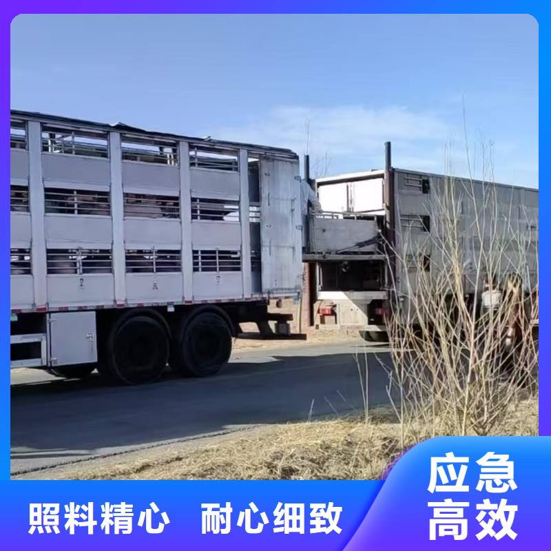 宿遷市泗洪到豬運(yùn)輸品牌知名