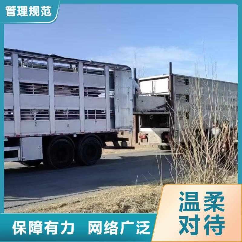 宿遷市泗陽到仔豬運輸照料精心