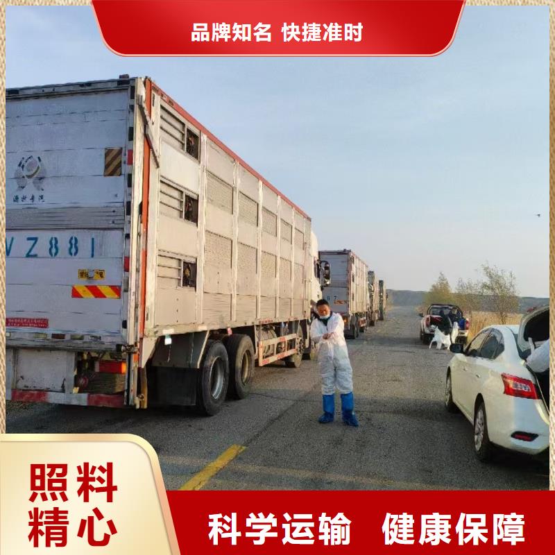 宿遷市泗洪到豬運(yùn)輸品牌知名