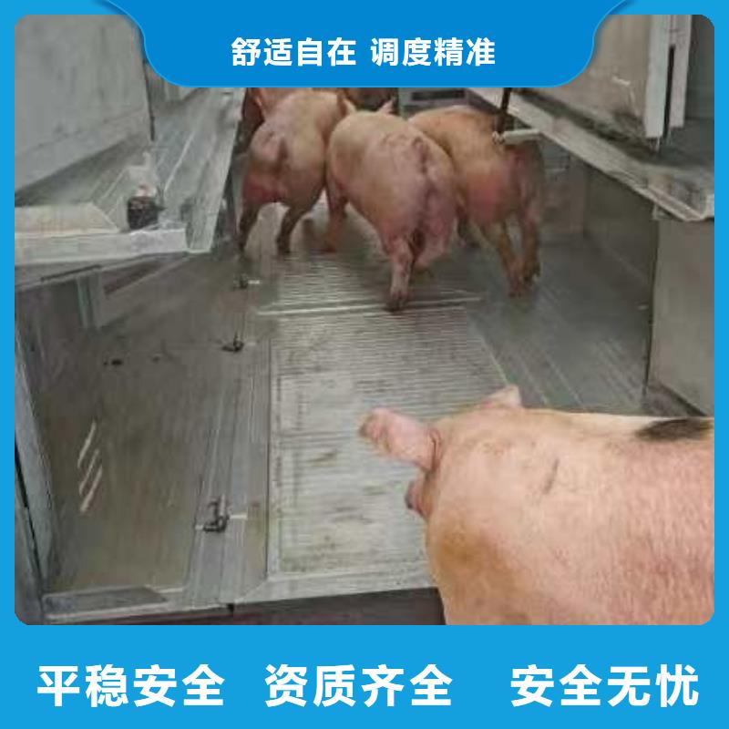 宿遷市沭陽到豬牛羊運(yùn)輸規(guī)模宏大