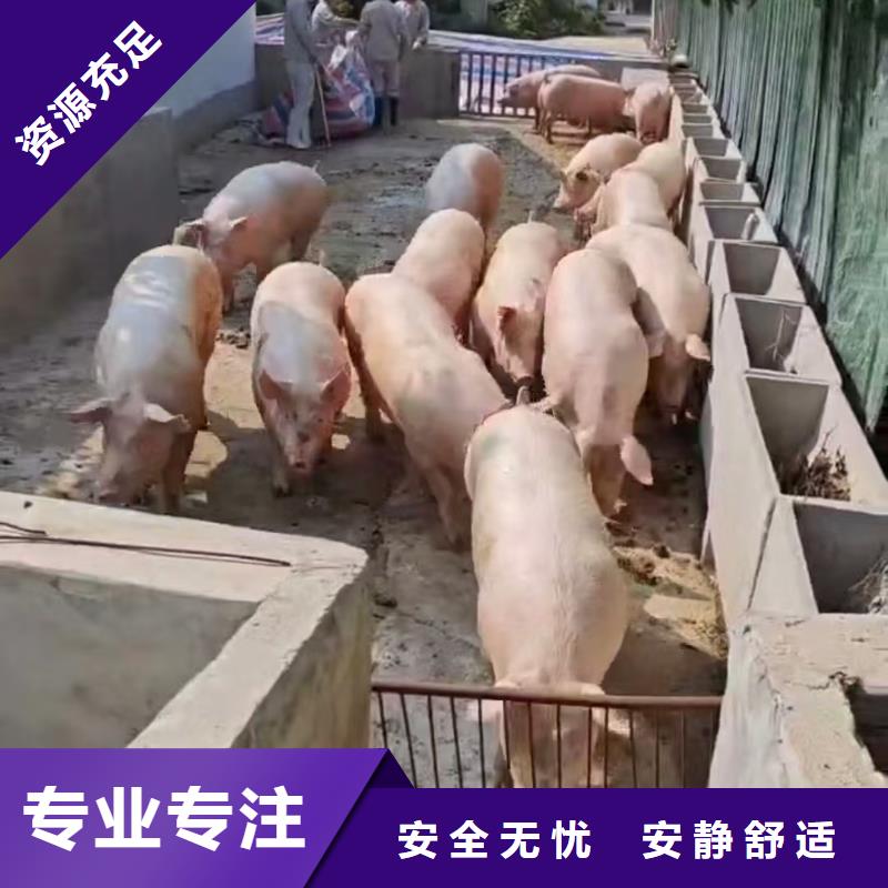 宿遷市泗陽(yáng)到仔豬恒溫車運(yùn)輸合理