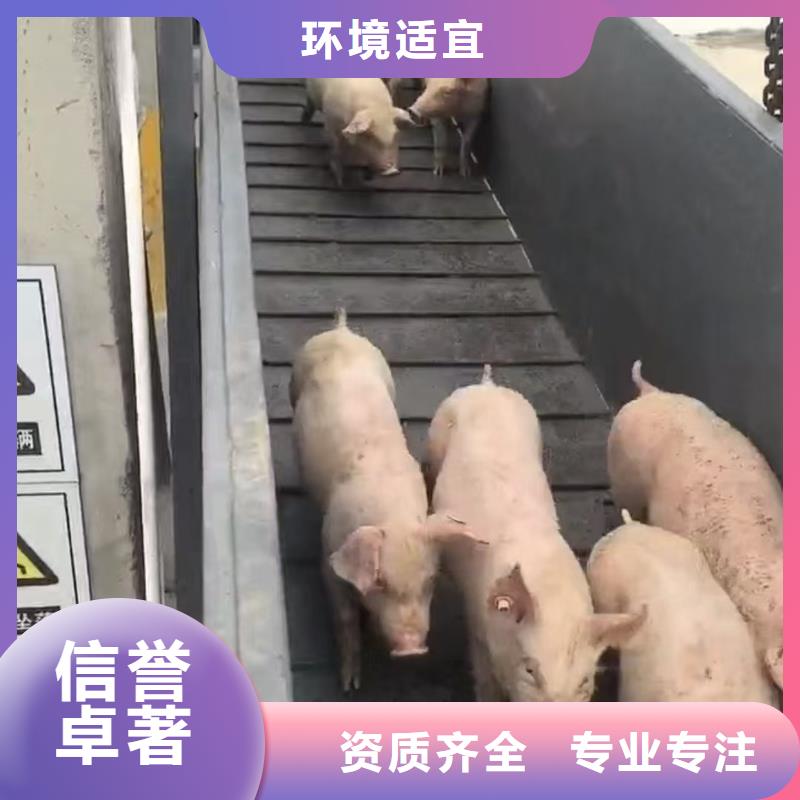 宿遷到牛運輸服務(wù)零距離