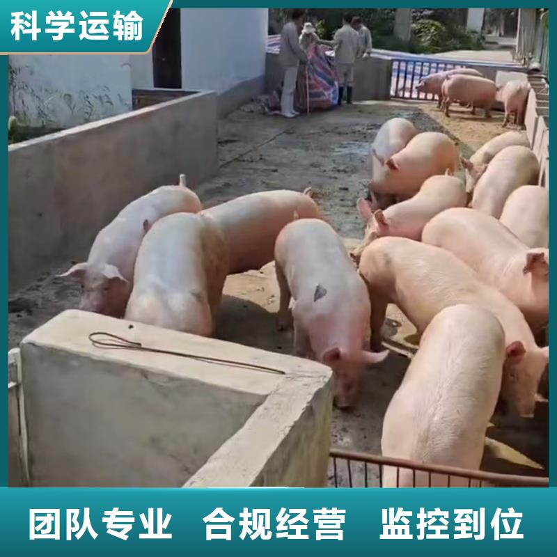 宿遷市泗陽(yáng)到仔豬恒溫車運(yùn)輸合理