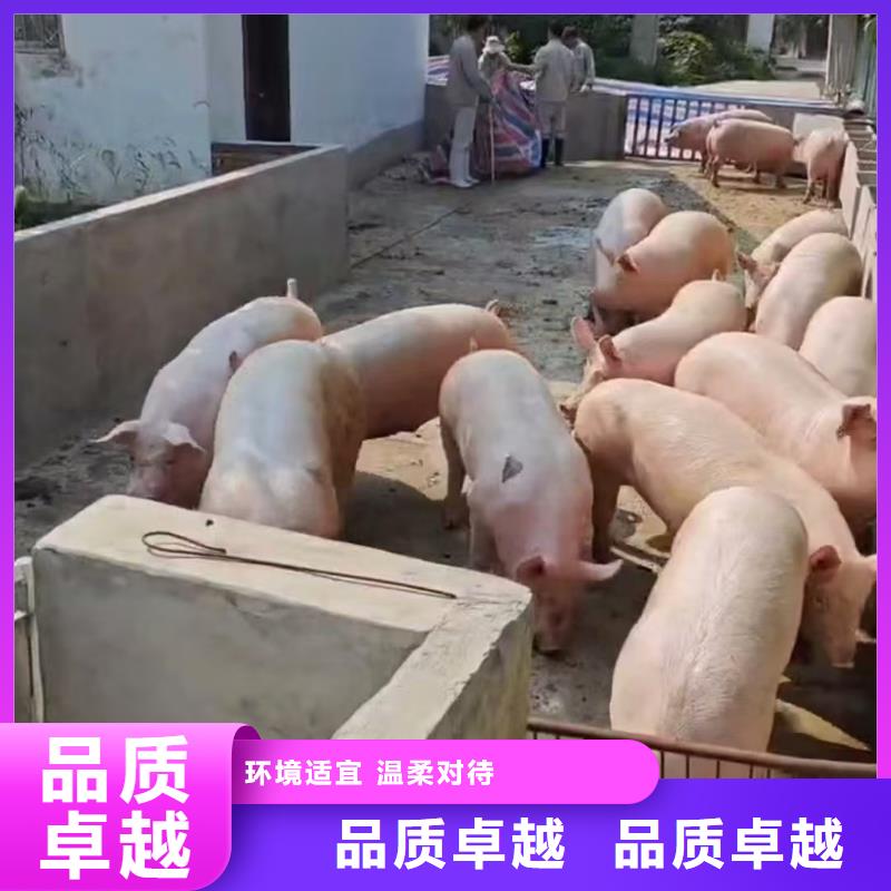 宿遷市到豬牛羊運輸實力雄厚
