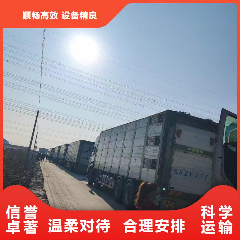 宿遷市泗洪到豬運(yùn)輸品牌知名