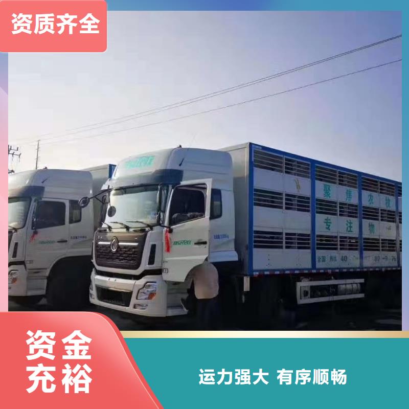宿遷市到高欄車肥豬運輸安靜舒適