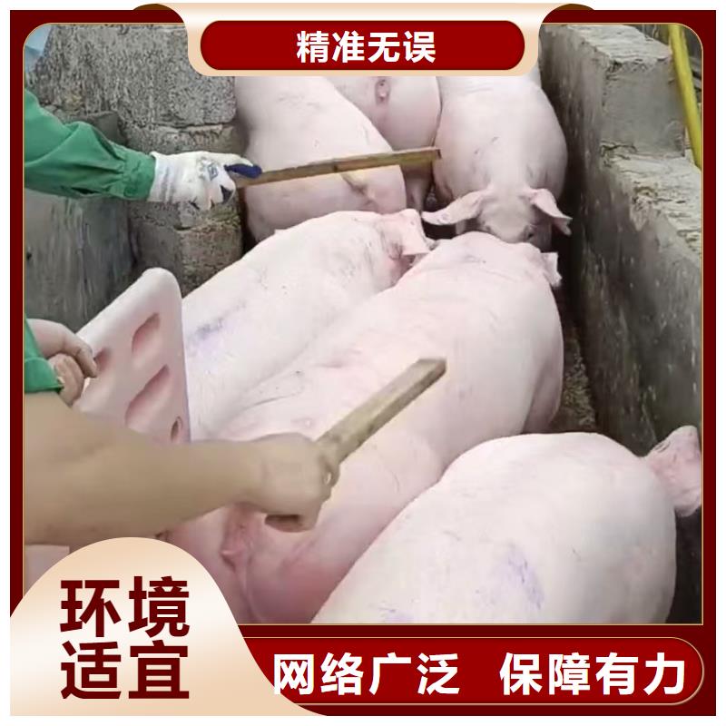 宿遷市沭陽到生豬恒溫車運輸周到細致