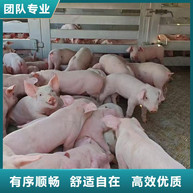 宿遷市泗陽到仔豬運輸照料精心