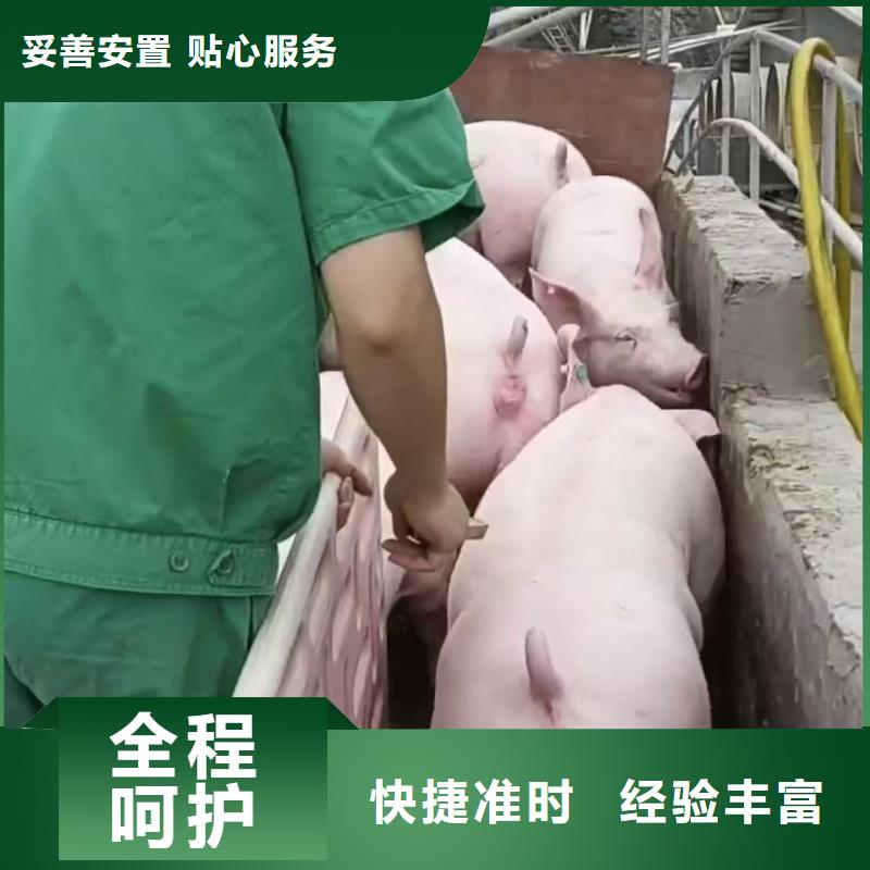 宿遷市泗洪到豬運(yùn)輸品牌知名