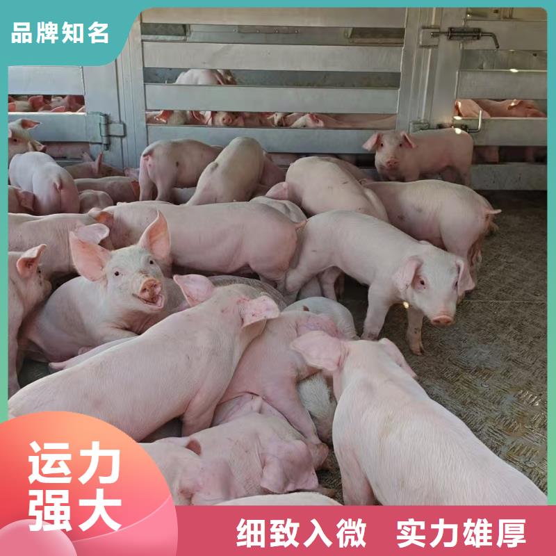 宿遷市沭陽到牛運(yùn)輸專用車環(huán)境適宜