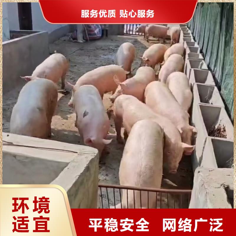 宿遷市泗洪到豬運(yùn)輸品牌知名